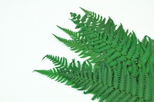 preserved-parchment-fern-13