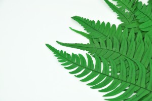 preserved-rock-fern-13