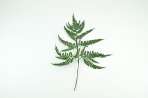 preserved-rumora-fern-8.