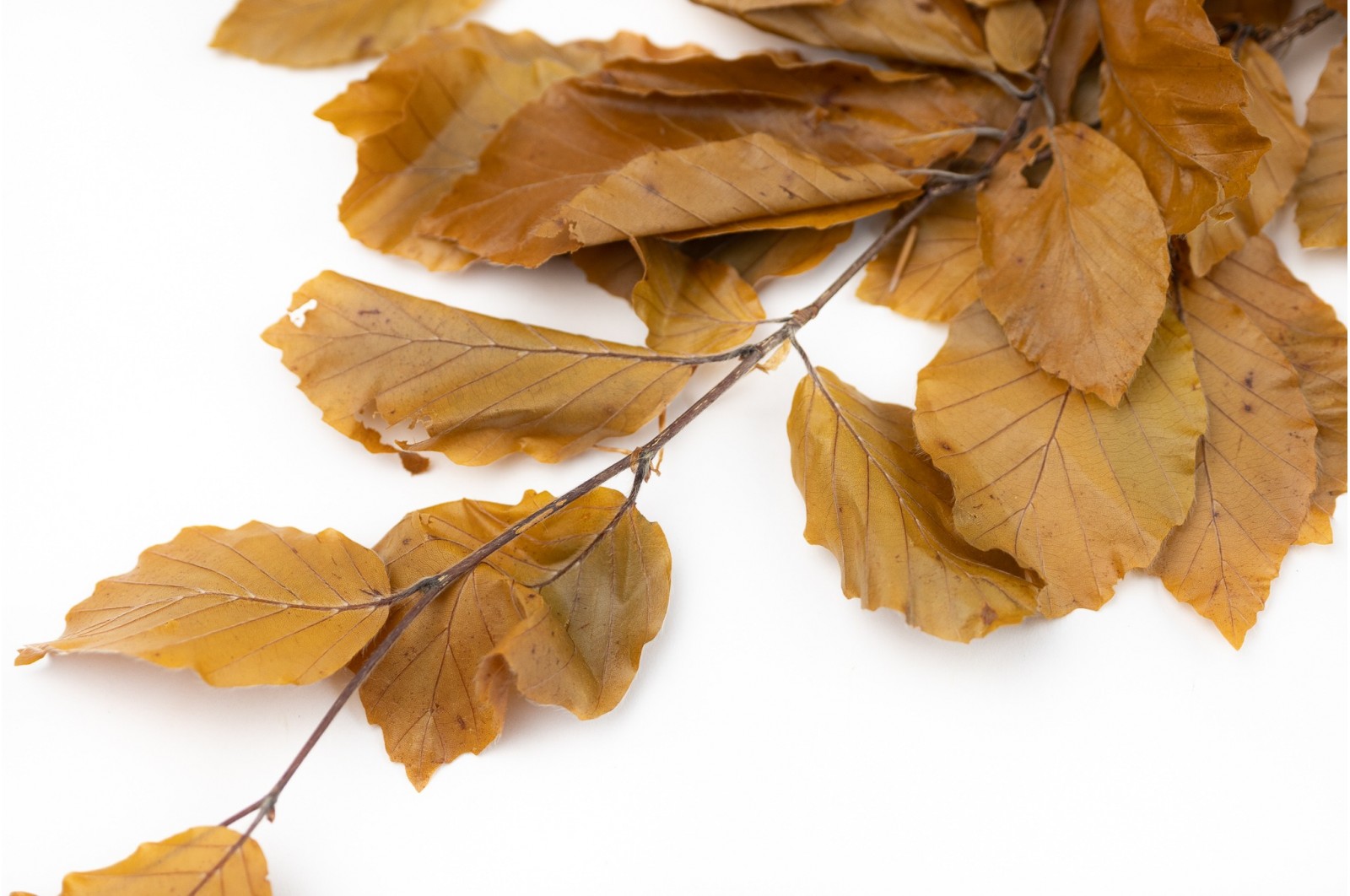 Preserved beech (6) Preserved beech (6)