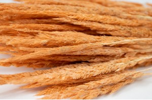 dried-phleum-24