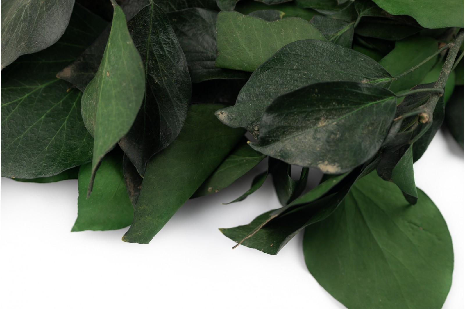 Preserved Ivy (6) preserved-ivy-6