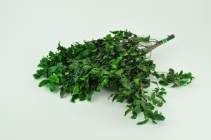 pittosporum-stabilise-6.