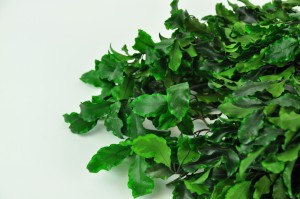 pittosporum-stabilise-6.