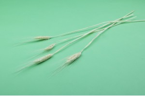 ble-barbu-sec-24.