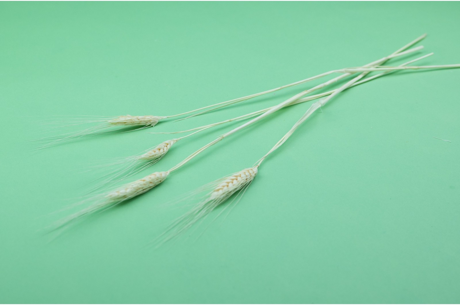 PHOCEALYS │Blé barbu sec│vente aux pros│Grossiste en fleurs séchées