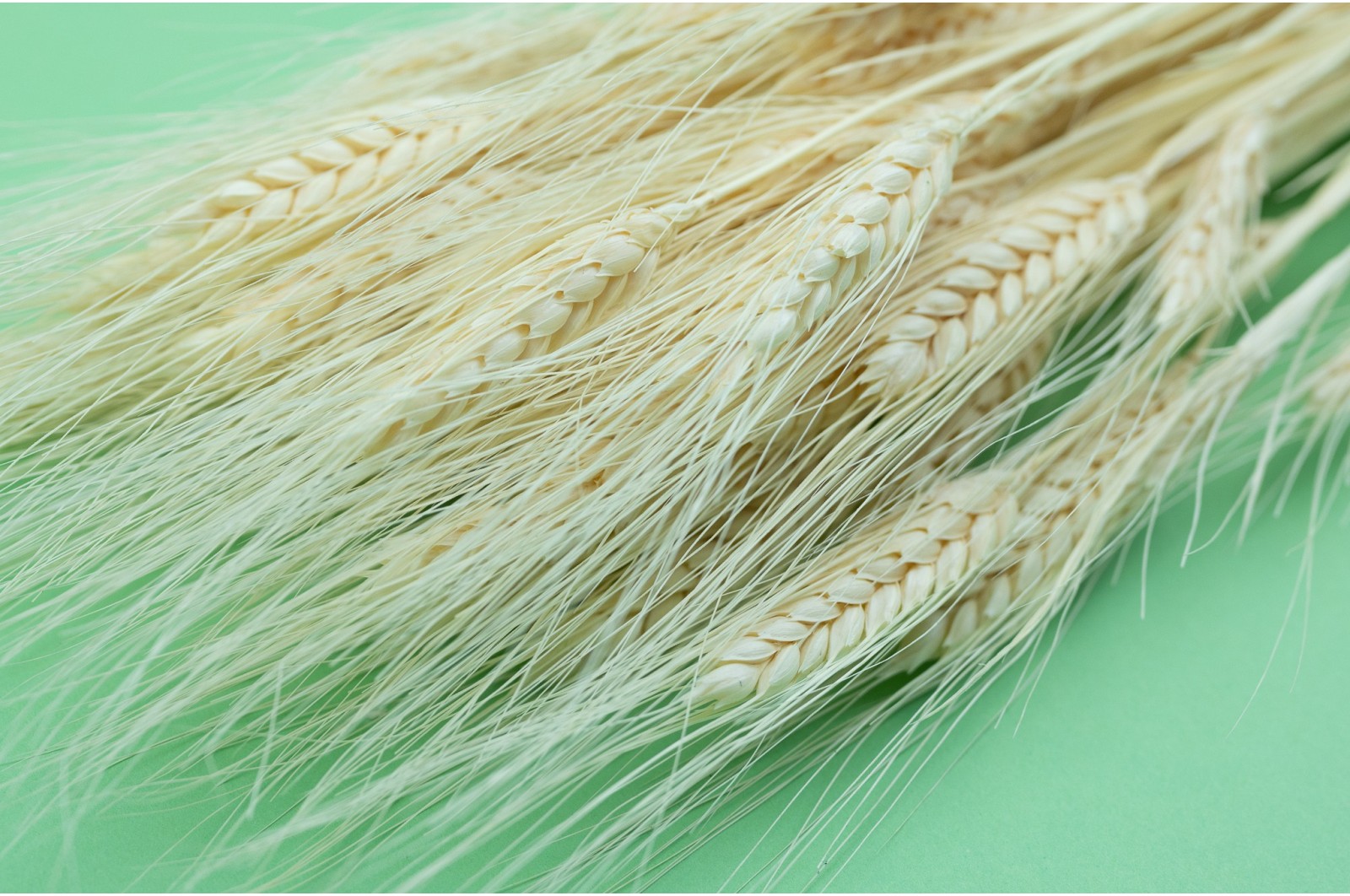 Blé barbu sec (24) ble-barbu-sec-24