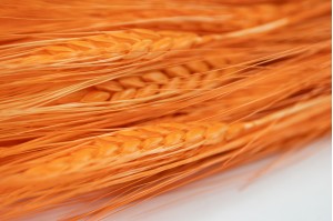 Dried wheat (24)