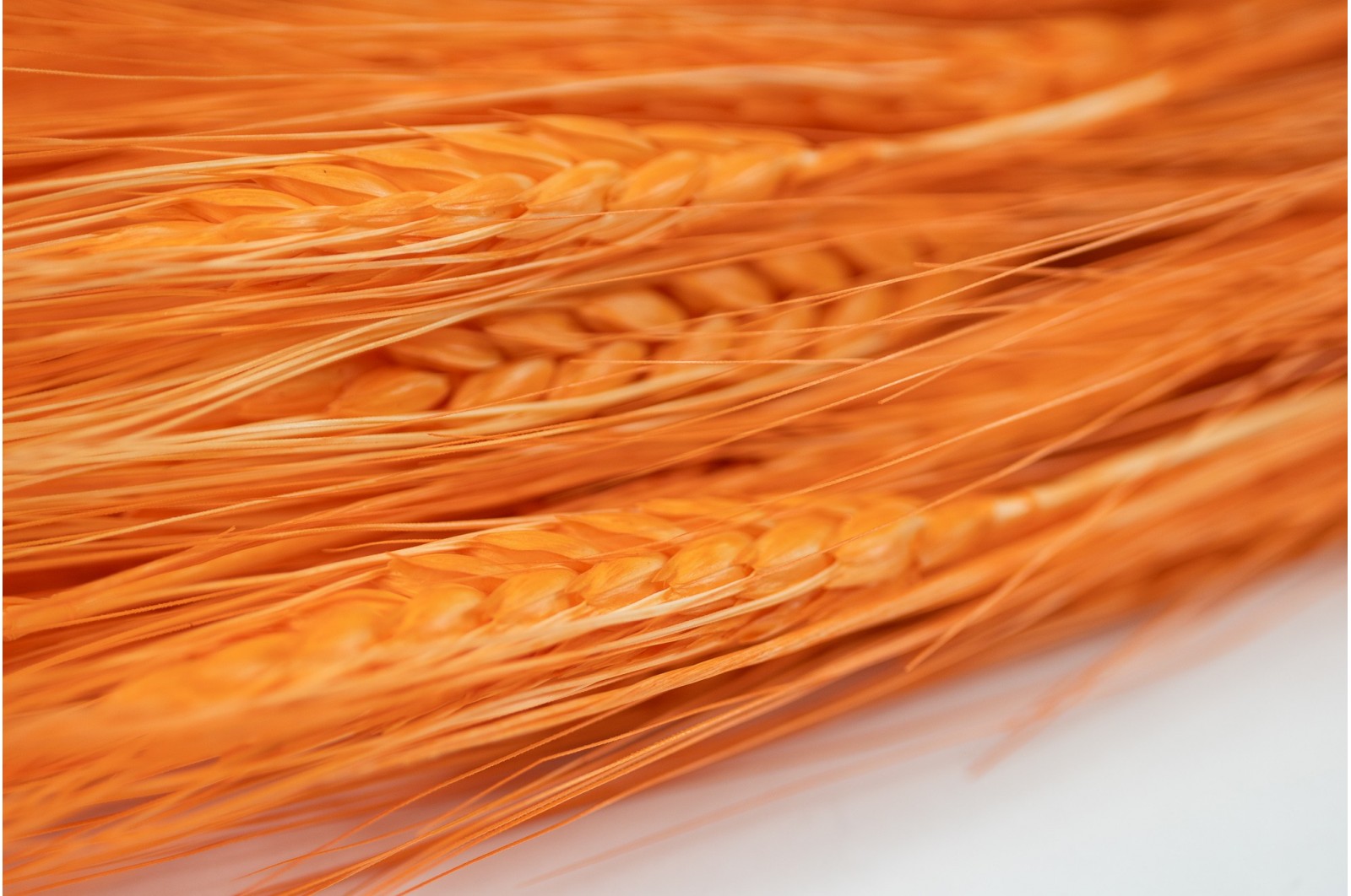 Dried wheat (24) Dried wheat (24)