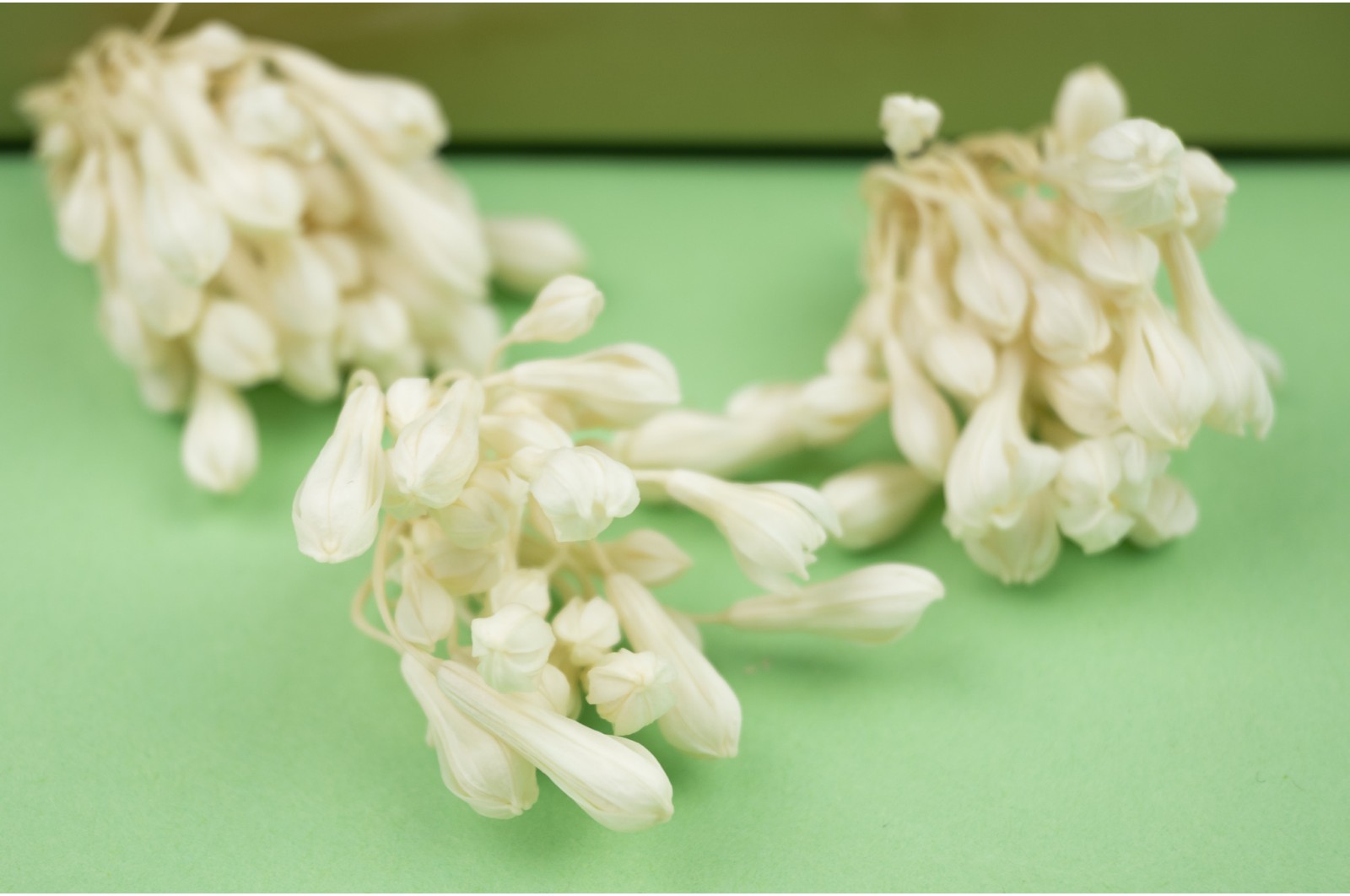 Agapanthe stabilisée (14) Agapanthe stabilisée (14)