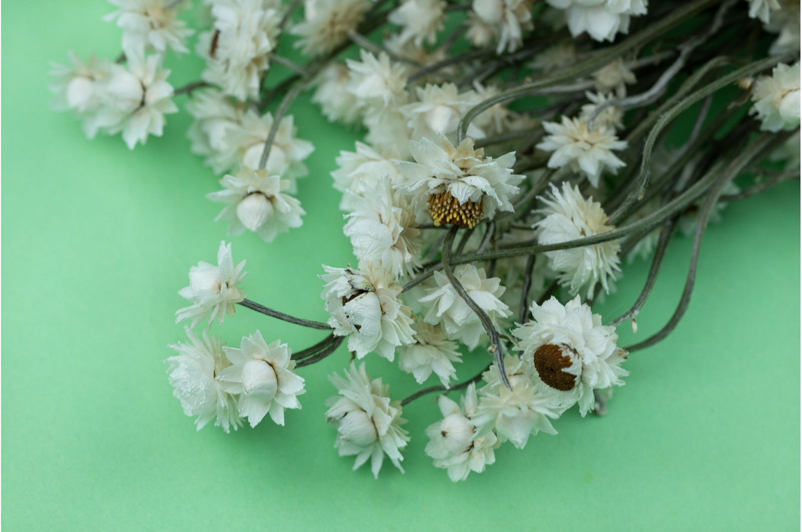 Dried Ammobium (8) dried-ammobium-8