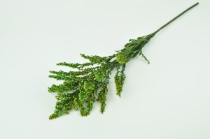 solidago-stabilise-13.