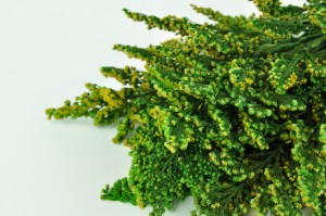 solidago-stabilise-13