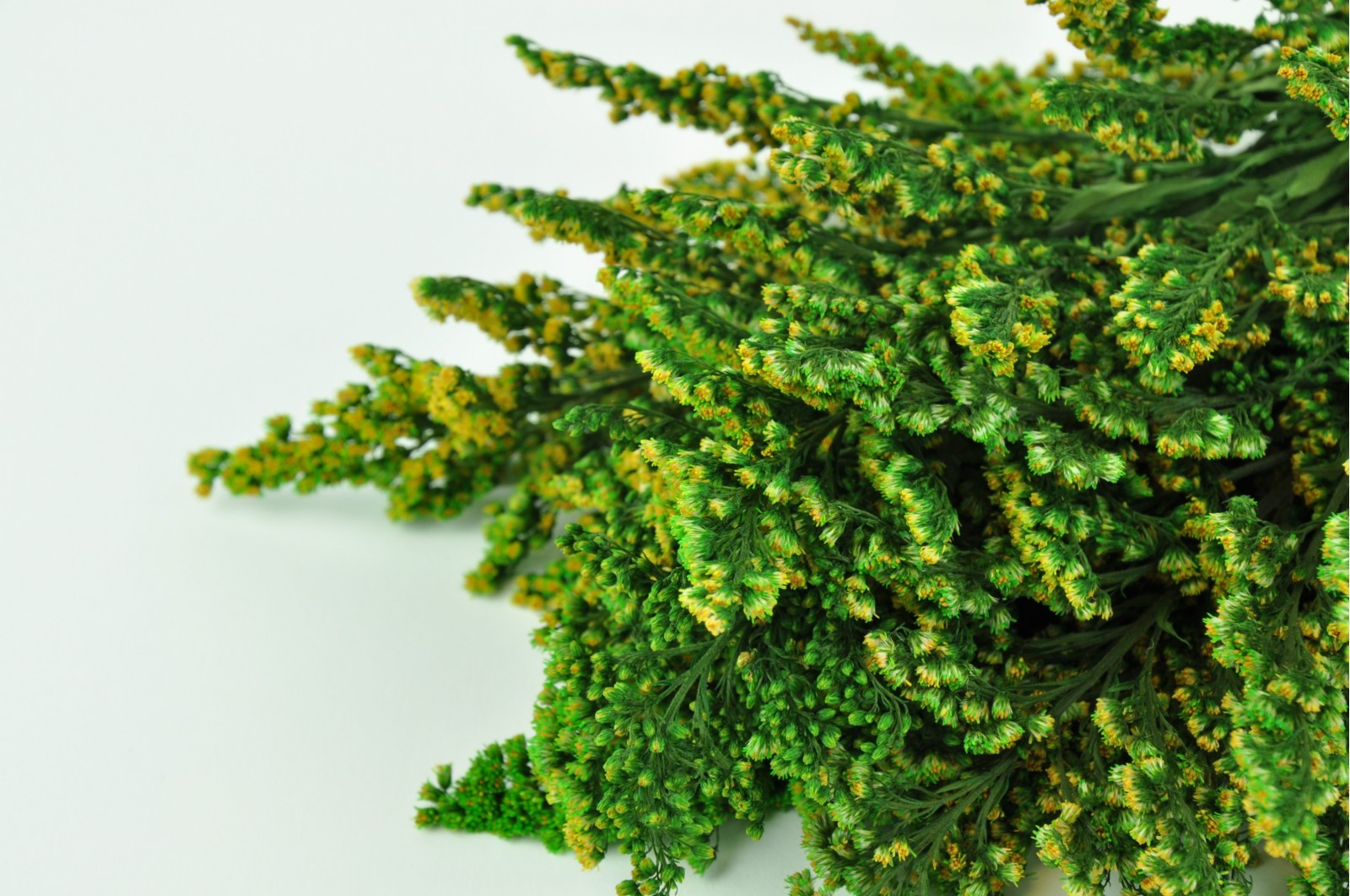 Stabilisierte Goldrute (13) stabilisierte-goldrute-13