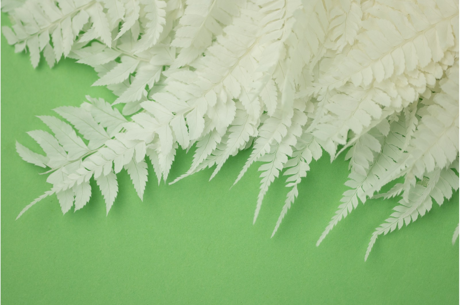 Preserved cinnamon fern L (19) Preserved cinnamon fern L (19)