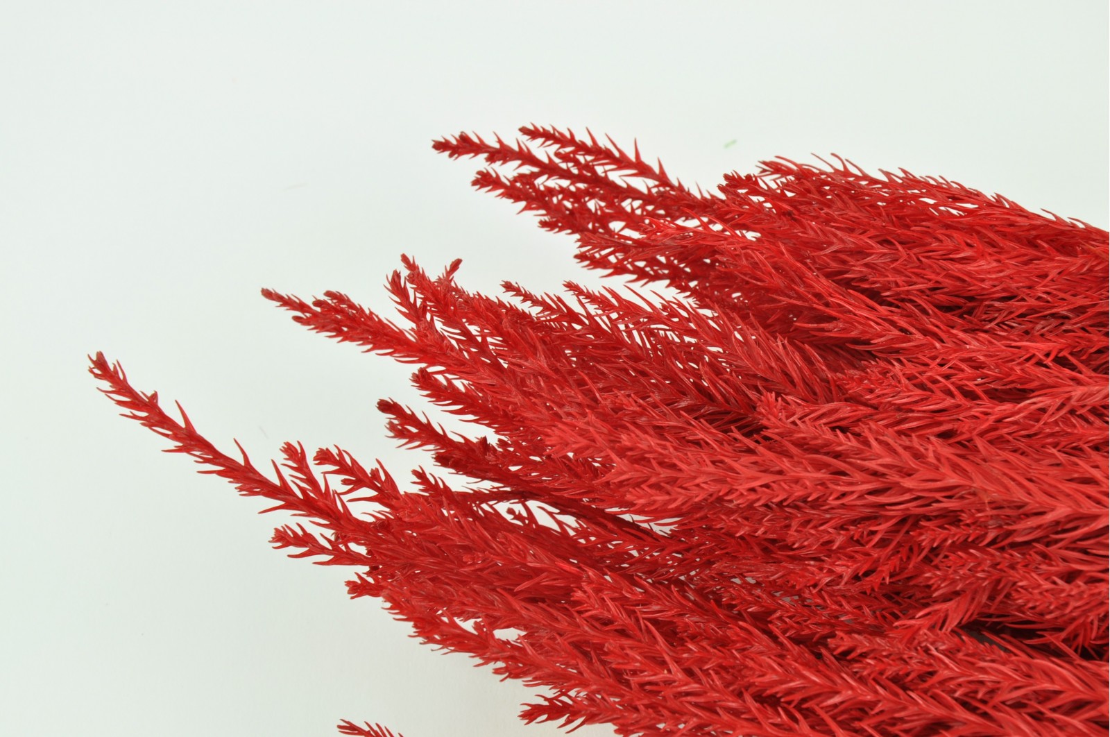 Stabilisierte Cryptomeria (8) stabilisierte-cryptomeria-8