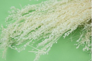Dried Star grass (8)
