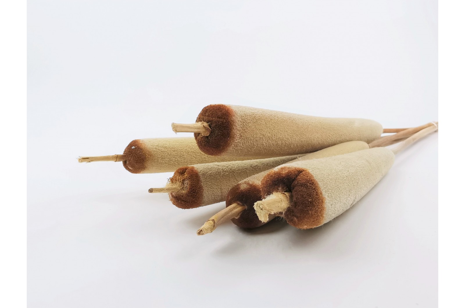 Dried Typha (12)* dried-typha-12