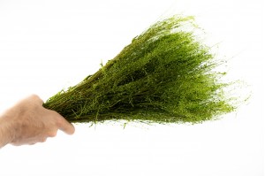 lepidium-stabilisiert-26.