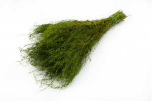 lepidium-stabilisiert-26.