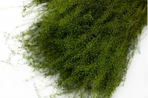 lepidium-stabilisiert-26.