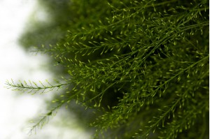 lepidium-stabilisiert-26.
