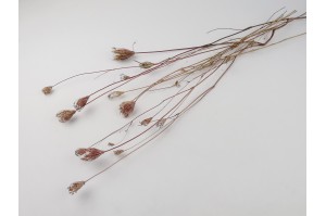 trockenblumen-fenchel-11.