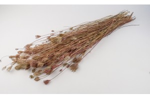 trockenblumen-fenchel-11.
