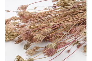 Dried fennel  - nature (11)*
