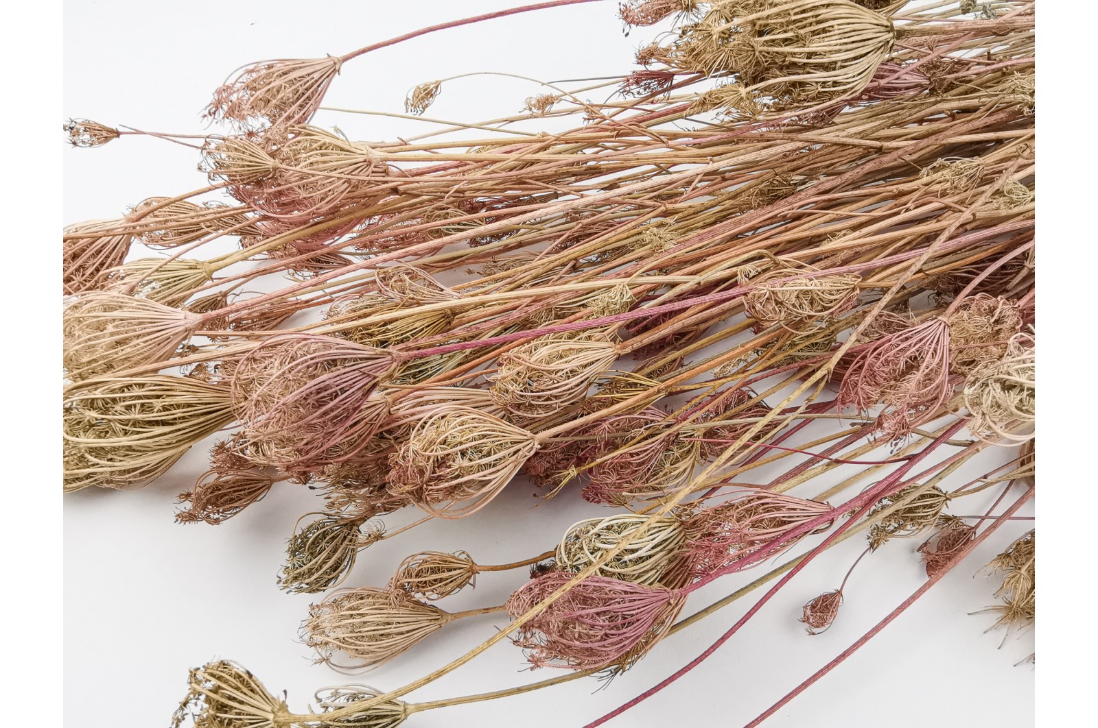 Dried fennel - nature (11)* Dried fennel - nature (11)*