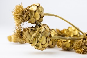 dried-cynara-24