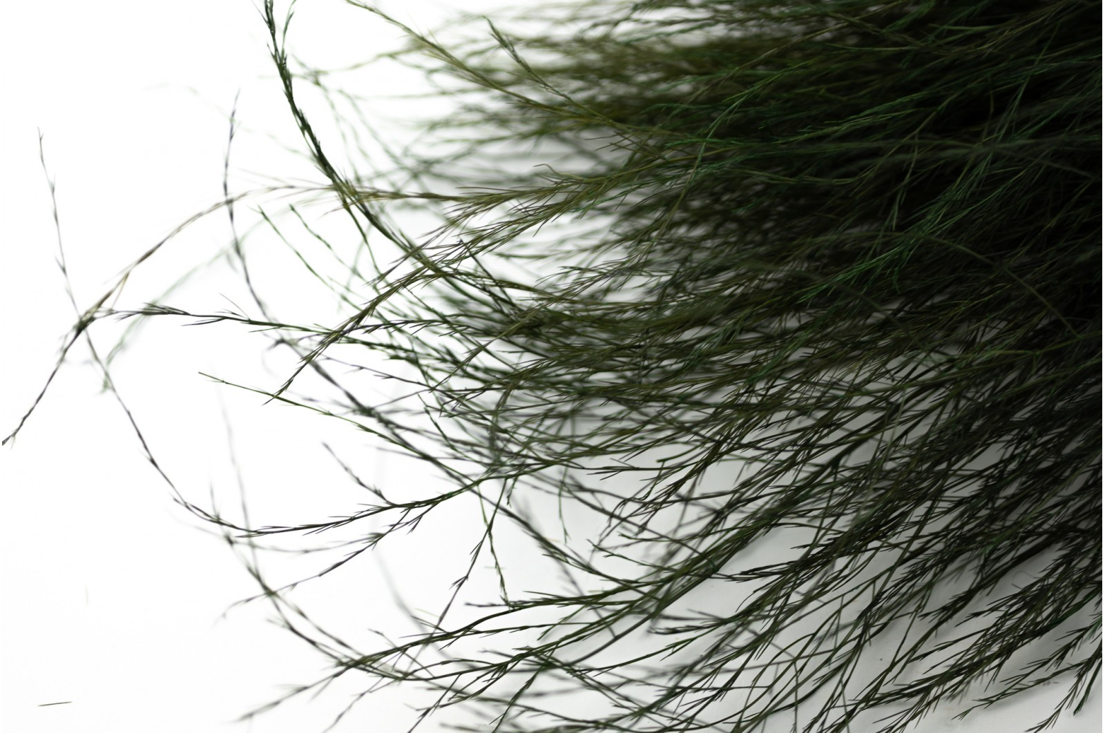 Tree fern (ES) stabilisé vert