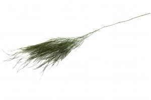 preserved-tiki-es-dark-green.