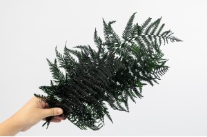 preserved-feriga-fern-green-7.