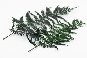 preserved-feriga-fern-green-7.