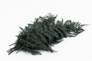 preserved-feriga-fern-green-7.