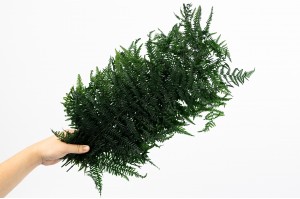 preserved-common-fern-green-7.