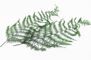 preserved-common-fern-green-7.