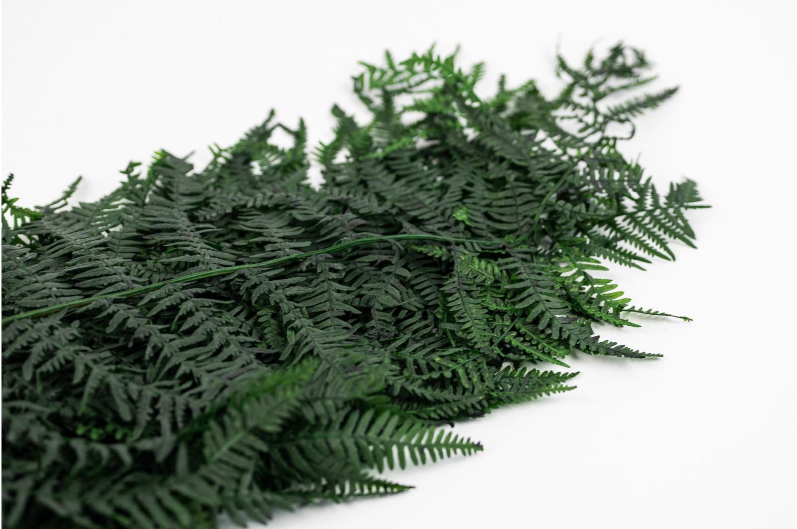 preserved-common-fern-green-7