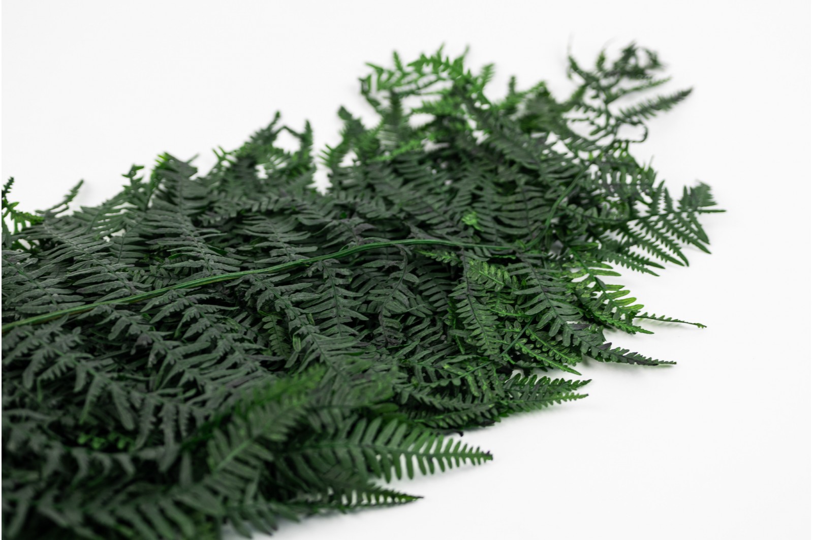Preserved common fern green (7) preserved-common-fern-green-7