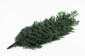 preserved-common-fern-green-7.