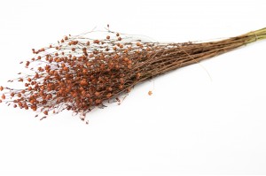 dried-flax-18.