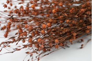 dried-flax-18.