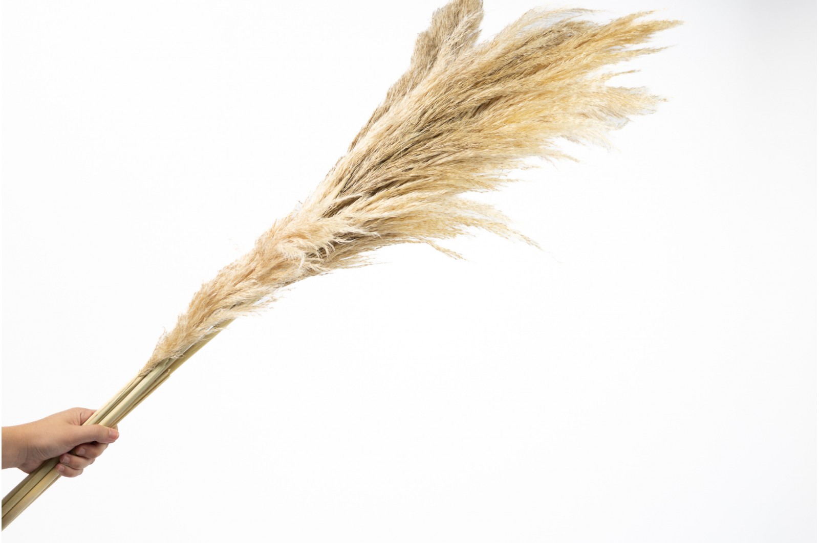 Dried pampa grass natural (27)* Dried pampa grass natural (27)*