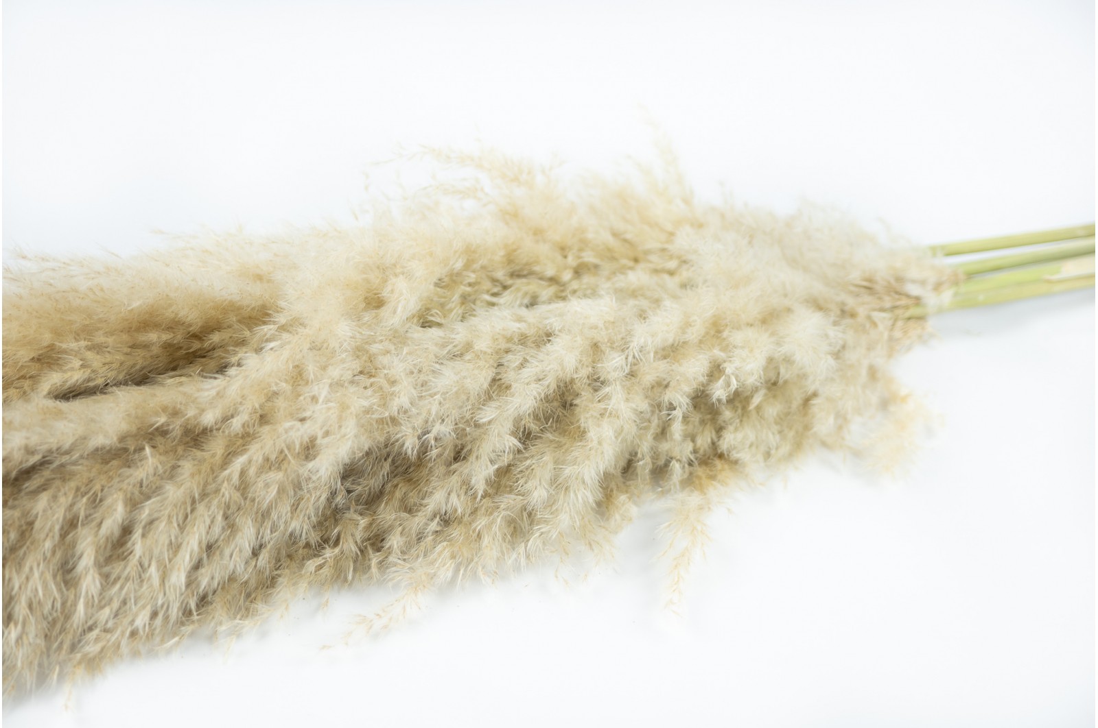 Dried pampa grass (28)* dried-pampa-grass-28