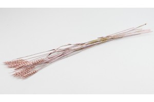 dried-wheat-8.