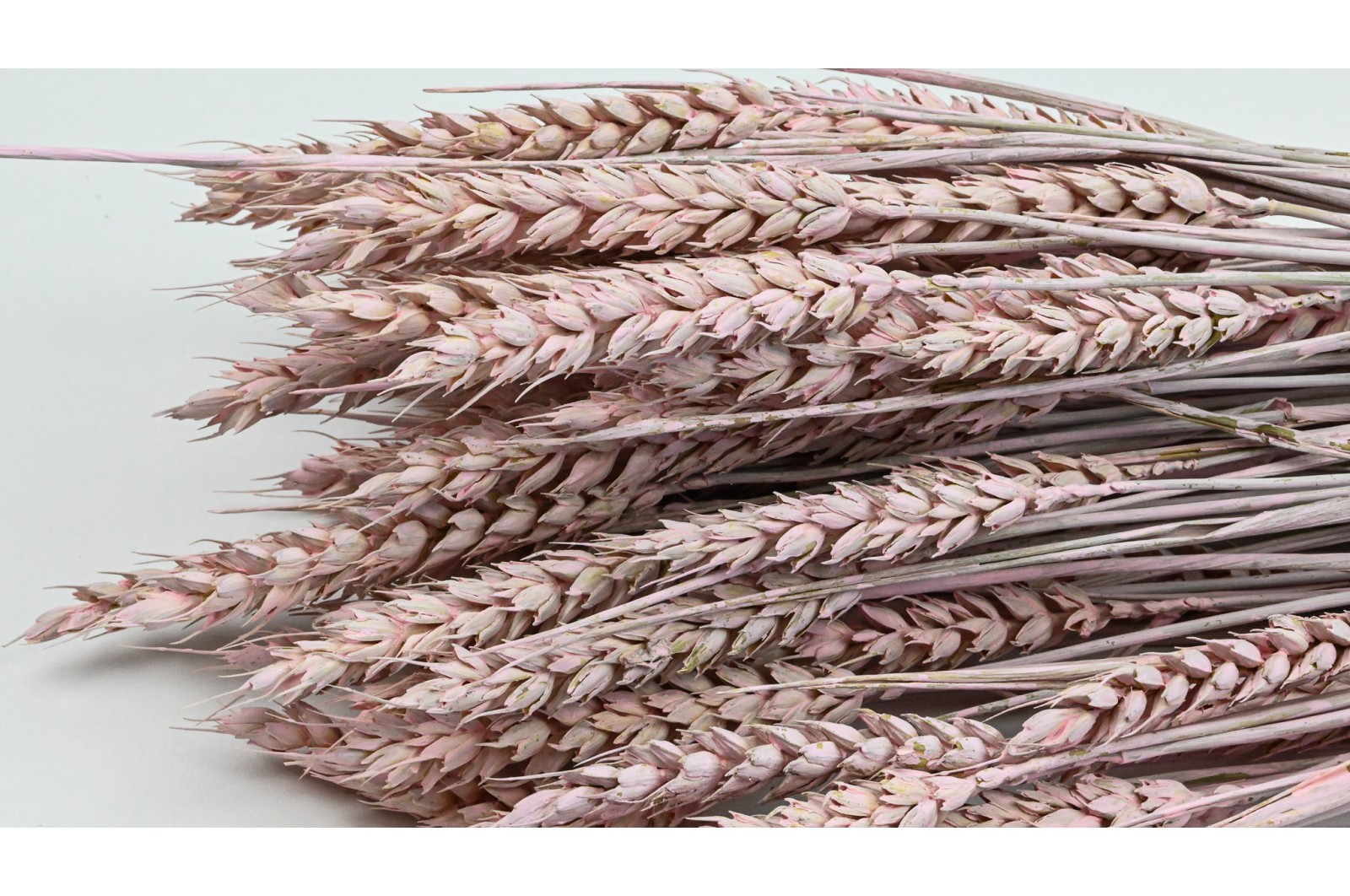 Blé sec (8) ble-sec-8