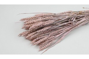 dried-wheat-8.