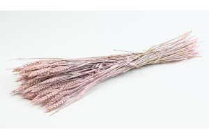 dried-wheat-8.