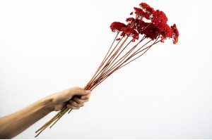 dried-achillea-parker-18.